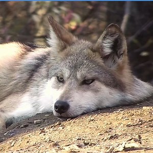 The world would be a better place if there were more wolves. #SaveTheLobo | Wolf Conservation Center