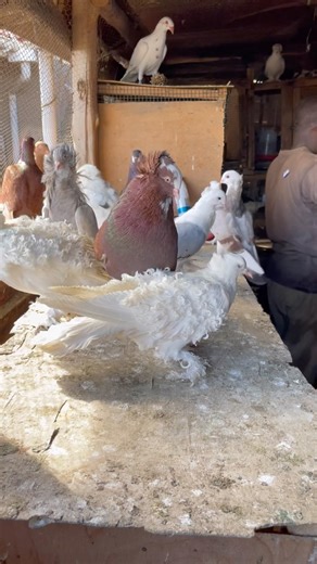 It is bro’s first time #pigeon #bird