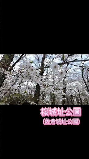 佐倉城址公園（2026.03.30撮影）
