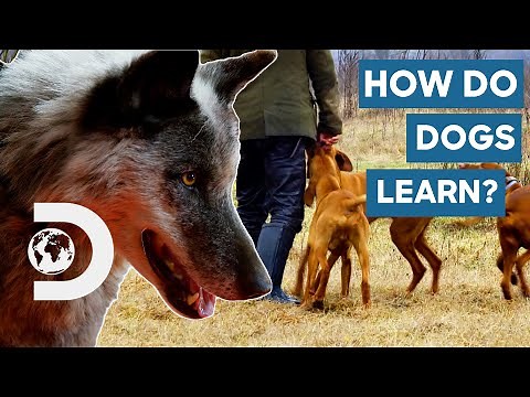 How Wild Dogs Learn To Adapt And Survive | Dogs: The Untold Story