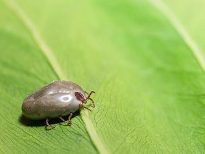 Invasive Tick Species Spreading In NJ, CDC Says: What To Know