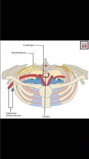 Thoracic Inlet Anatomy Explained 🦴 #anatomy #meded #physio