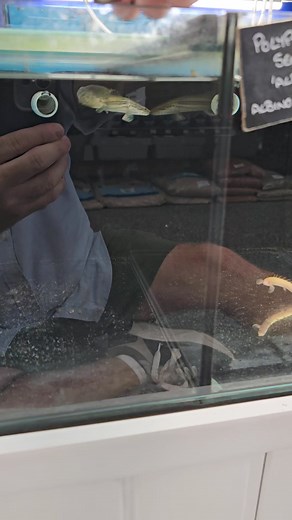 Keeping Polypterus lapradei, commonly known as the bicher, in an aquarium can be a rewarding experience due to its unique appearance and fascinating behaviors. This species, native to the freshwater rivers and lakes of Africa, thrives in large, well-setup aquariums that mimic its natural habitat. A minimum tank size of 400 litres is recommended because these fish can grow up to 30 inches in length and require ample swimming space. To create an ideal environment, use soft, sandy substrate, as Pol