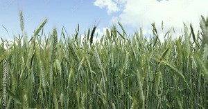 Agricultural wheat field with unripe wheat swaying in the wind , the summer season on the fields with ripening grain wheat