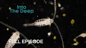 16K views · 698 reactions | Every day, trillions of marine species play a massive game of hide and seek in the ocean. Over 80% of our oceans remain a mystery. We join experts #IntoTheDeep to unveil some of its top secrets. | BBC Earth | Facebook