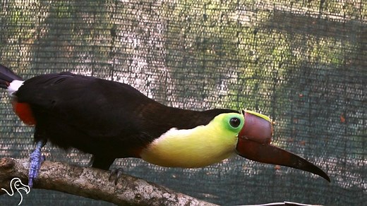 3D beak makes this injured toucan feel like a real bird again ❤ | The Dodo