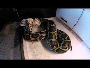Pet Burmese Python eats chicken