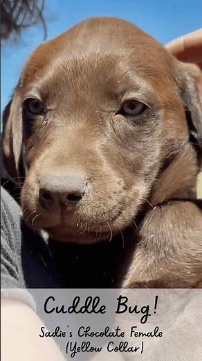 Labradors are so easygoing! Let's be more like Labs.