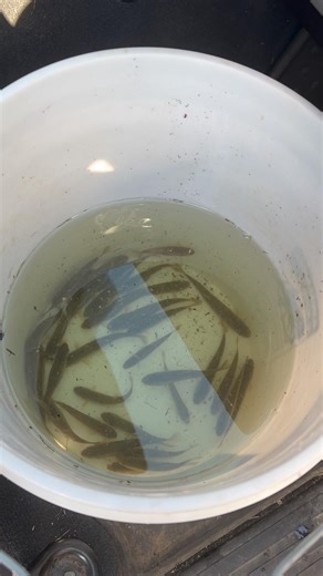 Minnows caught at the creek