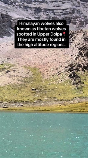 Exploring the Enigmatic Himalayan Wolf: Unique Canid of the Mountains