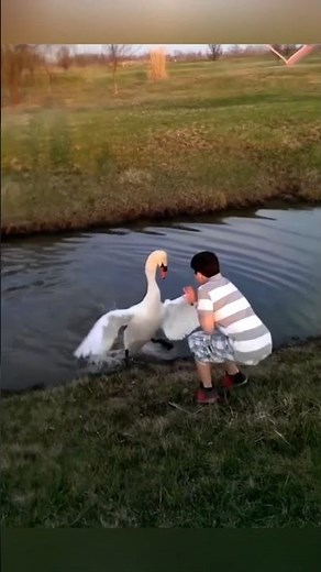 Why Swans Attack People 😨