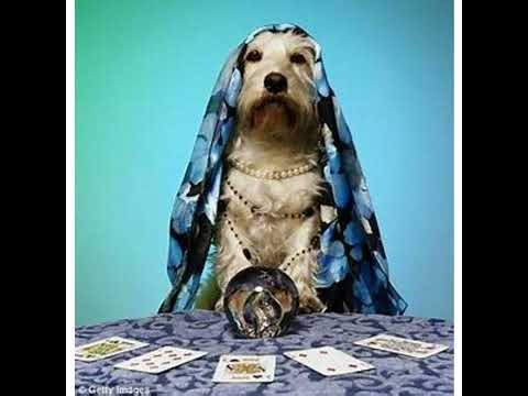 The Spiritual Life of Animals, Do They Communicate After Death?