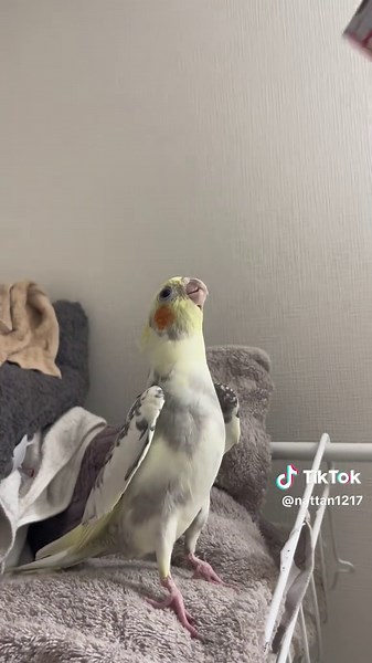 オカメインコの歌う練習動画