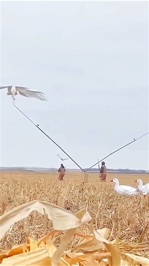 Никаких инструментов, только я против Snow Goose | #HandCatch #HuntingShorts #EpicHunt #охота