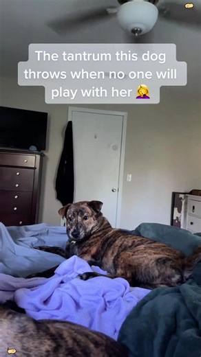 This Dog's Hilariously Dramatic Anger Reaction