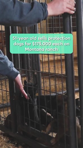 Running a Successful Protection Dog Business