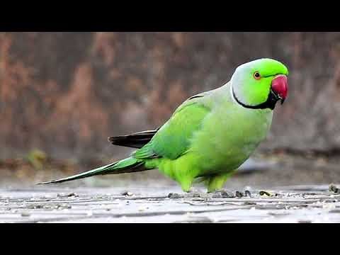 4hr Andy Griffith theme song whistle bird training