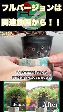 植え替えが待ち遠しい #盆栽 #bonsai #bonsaitree
