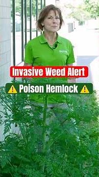 Poison Hemlock Alert | Don't Let This Toxic Plant Take Over Your Landscape!