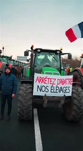 Laissez nos bête en paix 😡😡 #betail #ia #france #fyp #agricultura