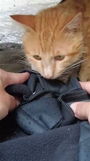 Brave Cat Saves Baby from Drowning 🐱💙 | Unbelievable Hero Moment 😭