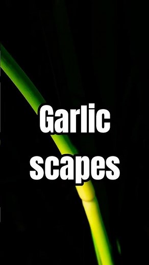 How And When to Harvest Garlic Scapes