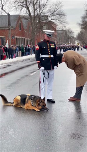 Watch the moment this woman honors a fallen soldier's dog #emotional #respect