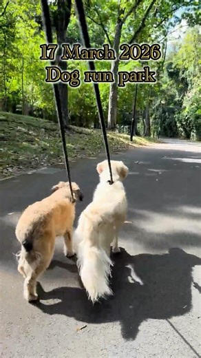 Dog Diaries | Dog Run Park Day– 17 Mar 2026 #cutedog #catchball #dogs #dogpark #happydog