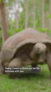 96K views · 1.8K reactions | Ready for some tort-ally awesome facts with Bindi?  Our Aldabra tortoises are as important as they are adorable You can adopt Igloo the tortoise to help support these gentle giants by visiting the link below. https://australiazoo.com.au/support-wildlife/adopt-an-animal/aldabra-land-tortoise-igloo/ | Australia Zoo | Facebook