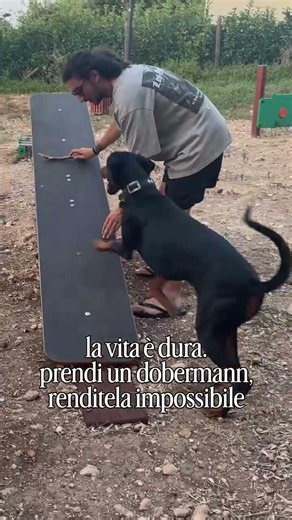 se vuoi complicarti ulteriormente la vita, prendi un dobermann 😅 e segui per scoprire tutto sui