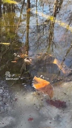 Spring Awakening #snappingturtle