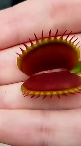 Creepy Venus Flytrap head still grabs my finger after being detached from plant #reels #reelsvideo #reelsviral #asmr #ASMR #viral #fyp #trend #trendingreels #trending #plant #reels #reelsviral #reelsinstagram #reelsvideo #trendingnow #reelsvideo #Facebookreelscontest | Carnivorous Plants