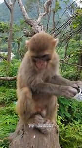 Lovely Mother Monkey Take Care Big Baby Monkey | TV Monkey