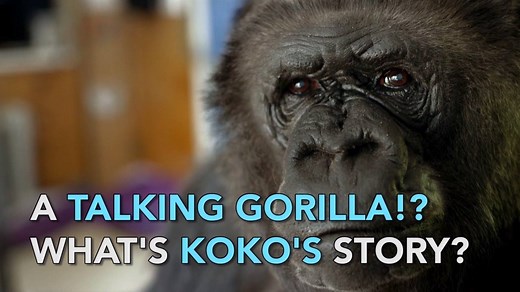 This is Koko's story. #TalkingGorilla | BBC Earth
