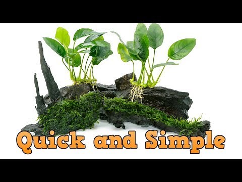 Easiest Way to Attach Plants to Driftwood