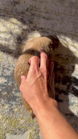 Big Stretch While Starting a New Diet, Prairie Dog Style