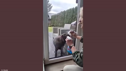 Comedian dogs at home make every day hilarious