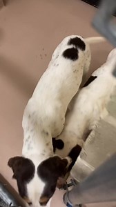 Name : TIANA (A017578) Gender : Female Breed : Beagle mix Animal type : Dog Age : 2 years, 1 month old Brought to the shelter : 2023.01.24 Located at : Clayton County Animal Control | Clayton County Animal Control