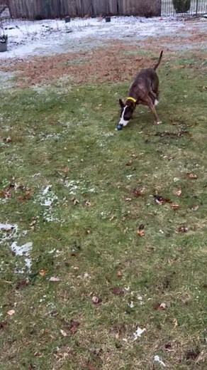 Percy LOVES running around and playing fetch. He may be visually impaired, but that does not seem to stop him one bit! Percy is in foster and waiting to meet his furever family. If you are interested in adopting Percy, see our website for more details on how to apply: https://www.adoptpetshelter.org/adoptions/#intro https://www.petfinder.com/dog/percy-58900056/il/naperville/adopt-pet-shelter-il171/ #adopt #adoptpetshelter #dogs #pitbull #adoptdontshop #adoption #adoptme | A.D.O.P.T. Pet Shelter