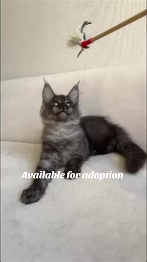 #AdoptMaineCoon #MaineCoonBaby #KittenDream #PetLoversUSA #MaineCoonNearMe