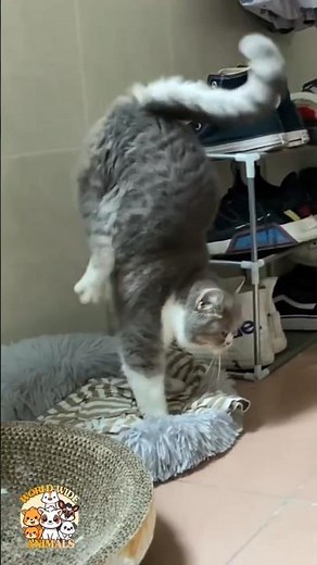 😻 Ninja Cat Skills Unleashed! 😲 | Funny Cat Moments | ​‪@wwianimals.official‬