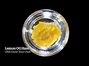 2014 HIGH TIMES Amsterdam Cannabis Cup: Seed Company Hash Entries