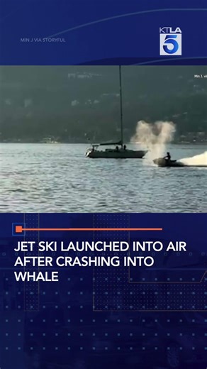 Jet ski rider crashes into gray whale as marine observers watch in horror