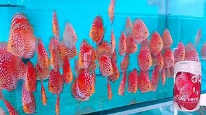 All our RED fish are based on ROYAL MENU RED. -Composition without any compromis. -No commercial , but profesional composition. -Best price per quality. ROYAL MENU RED granules are intended to enhance the red color. More protein favors the growth of small fish. Complete full-featured extruded fish food composed in detail to meet all nutritional requirements of demanding fish such as discus, scalar, wild fish and other similar species. The granules are easy to digest, soft, slowly descending, do 
