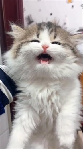 Cute Kitten Meowing and Crying: Adorable Little Kitten Sounds