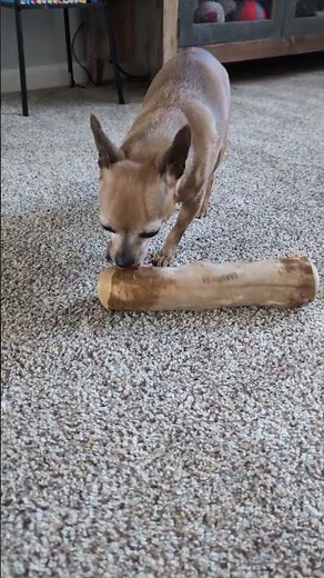 My review of Canophera Coffee wood dog chew sticks for regular chewers - Size Large