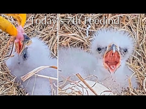 #15🦅BC28🐥1°🥚／Bluff City Bald Eagle Nest 2026／Frances💗Franklin ／ETSU/BTES Eagle Cameras