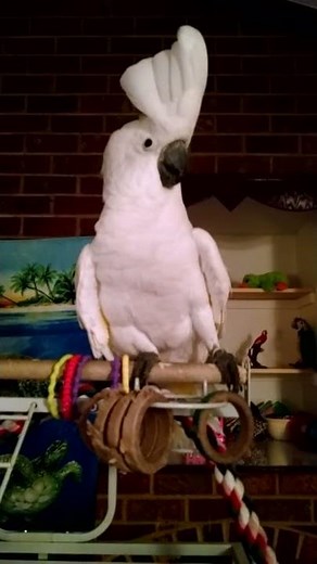 Parrot sings "Bodies" by Drowning pool