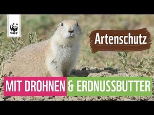 Schwarzfußiltis: Bedrohte Tiere vorm Aussterben retten | WWF Deutschland