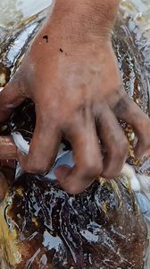 Cuttlebone 😱🌊 #fblifestyle #millionviews | Maricel Lipaopao Jabagat